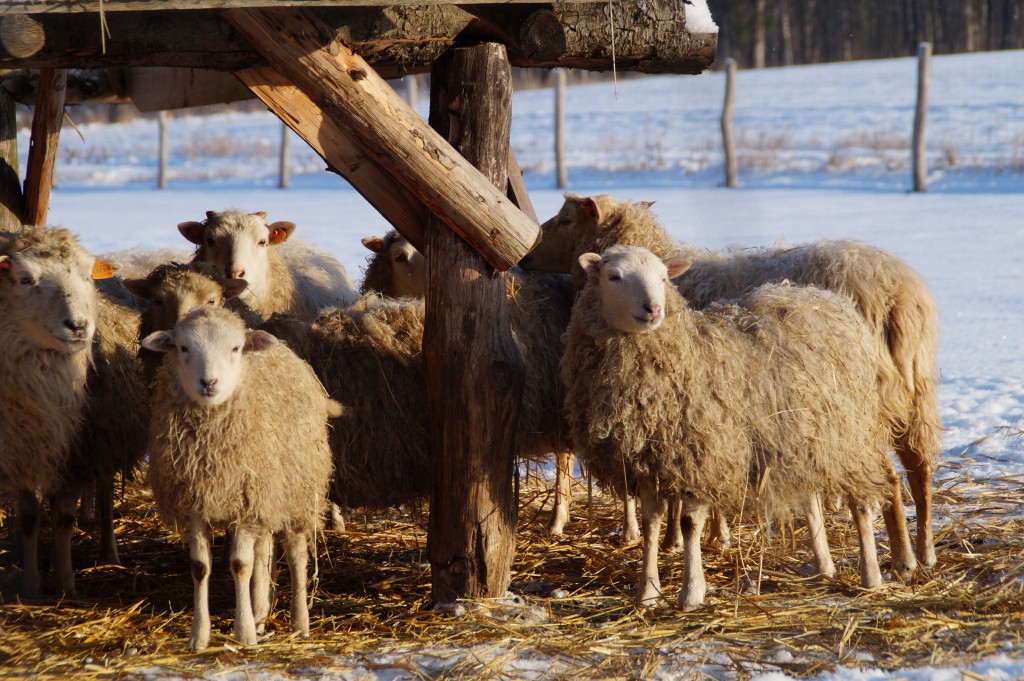 rodzinne atrakcje Mazury agroturystyka