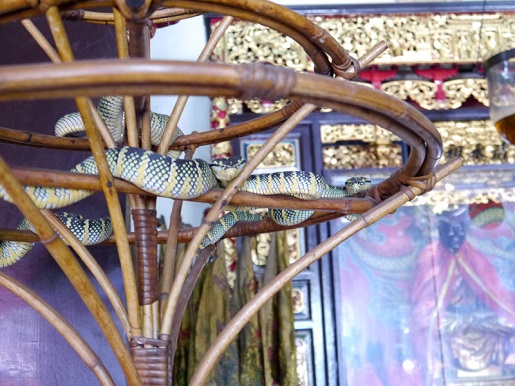 atrakcje Malezja Świątynia Węża
