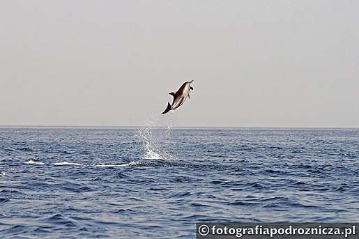 Oman atrakcje -Delfiny w Zatoce Omańskiej