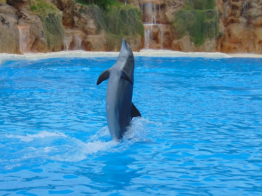 delfiny Teneryfa pokazy opinie Loro Park (1)