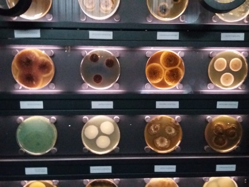 micropia muzeum mikrobiologiczne holandia atrakcje2