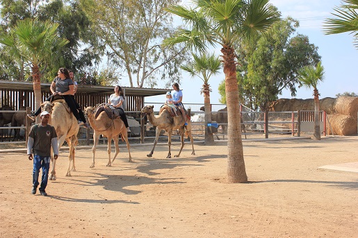 atrakcje dla dzieci Cypr Mazotos Camel Park