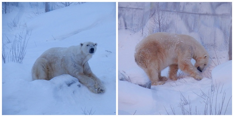 niedźwiedź polarny ranua zoo finlandia