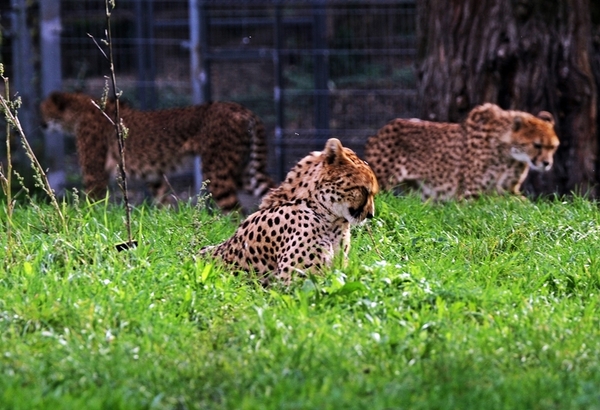 zoo-opole-ceny-opinie-atrakcje-dla-dzieci-ogr-d-zoologiczny