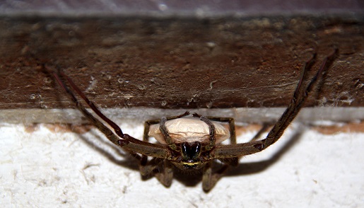 pająk -Borneo wakacje opinie