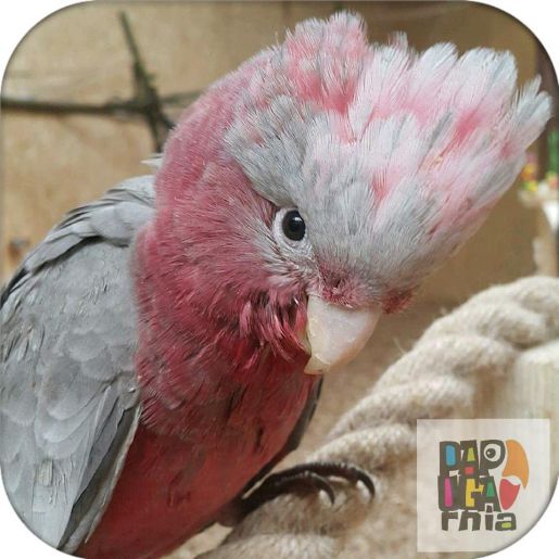 papugarnia Reda rodzinne atrakcje