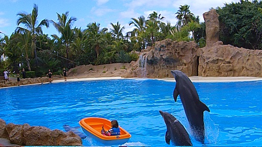 loro park plywanie z delfinami teneryfa opinie