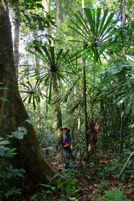trekking dżungla Borneo
