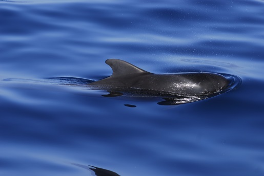 wycieczka Teneryfa oglądanie wielorybów i delfinów z dziećmi