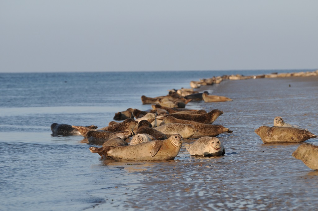 foki Dania plaże Morze Wattowe dojazd gdzie najlepiej zobaczyć odpływ