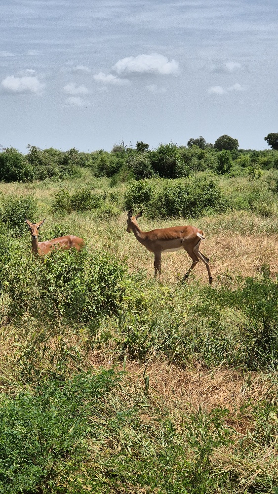 Kenia Safari Diani Mombasa z jakim biurem opinie Tsavo (15)