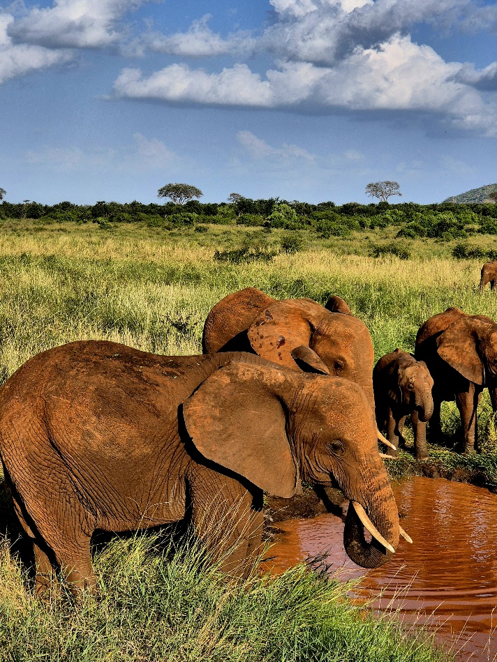 Kenia Safari Diani Mombasa z jakim biurem opinie Tsavo (19)