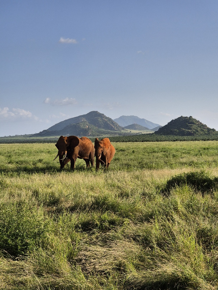 Kenia Safari Diani Mombasa z jakim biurem opinie Tsavo (20)