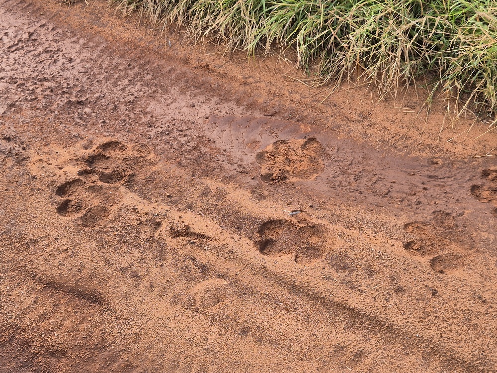 safari Kenia z dziećmi bezpieczeństwo komary z jakim biurem zima