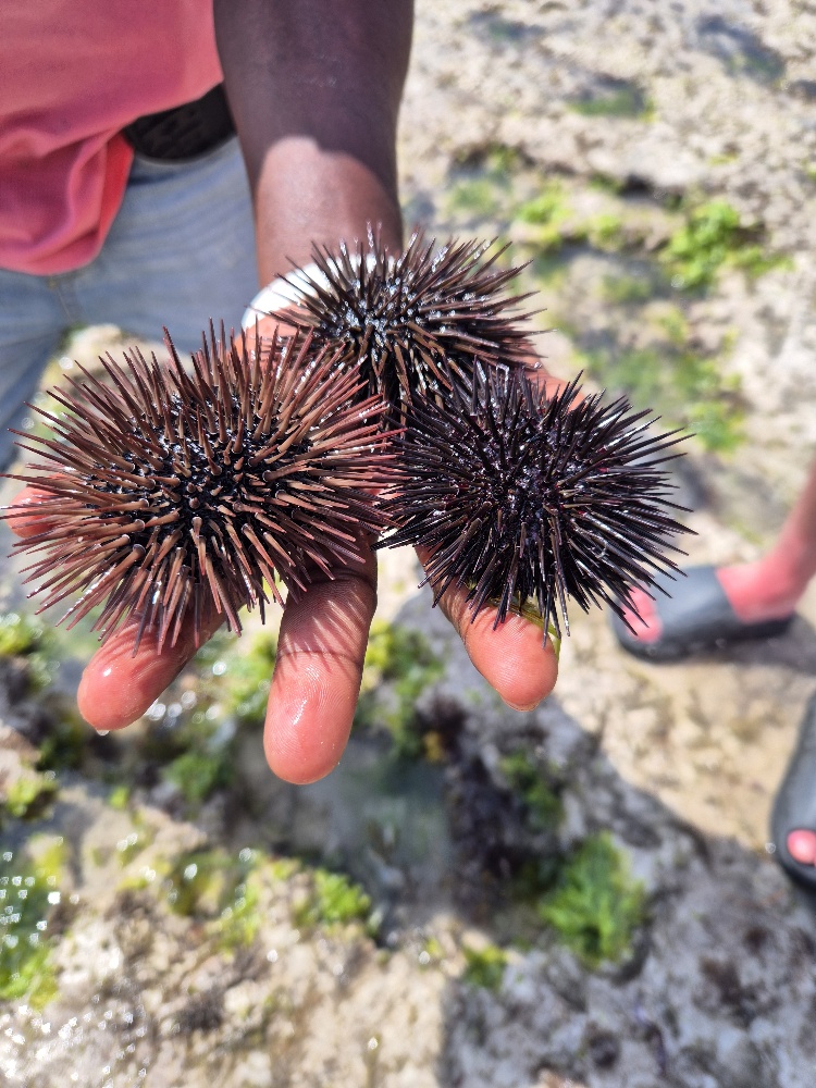 water safari Diani Sea Resort