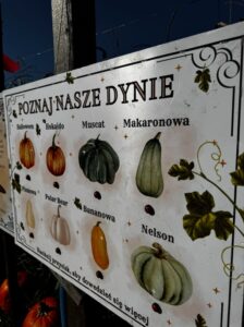 Farma Dyniowa Modlnica atrakcje dla dzieci opinie