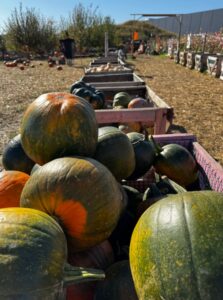 Farma Dyniowa Modlnica k. KRAKOWA atrakcje dla dzieci opinie