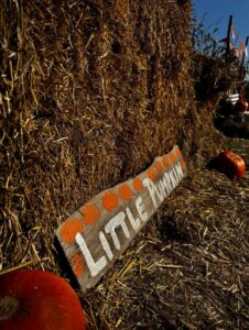 Farma Dyniowa Modlnica atrakcje dla dzieci opinie