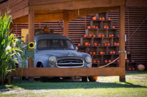 dyniolandia farma wuja toma atrakcje dla dzieci opinie blisko Warszawy