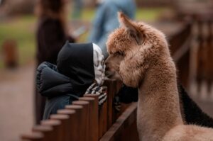 dyniolandia farma wuja toma atrakcje dla dzieci opinie