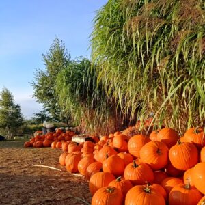 dyniowe love farma dyń Rotmanka atrakcje dla dzieci opinie