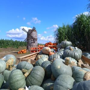 dyniowe love farma dyń Rotmanka atrakcje dla dzieci opinie