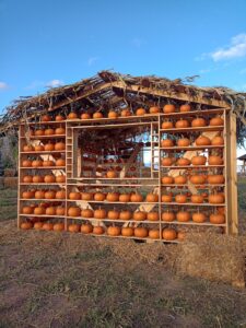 dyniowe love farma dyń Rotmanka atrakcje dla dzieci opinie