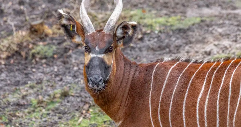 Bongo_ZooGivskud