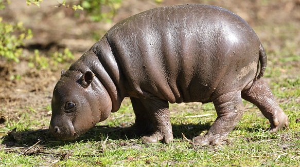 Hipo Givskud ZOO atrakcje blisko LEGOLANDU