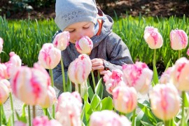 tulipany Holandia Keukenhof opinie atrakcje