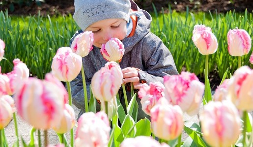 tulipany Holandia Keukenhof opinie atrakcje