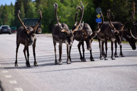 Nordkapp Wyspy Alandzkie Szwecja Finlandia co zobaczyć na Północy atrakcje skandynawii północy renifery