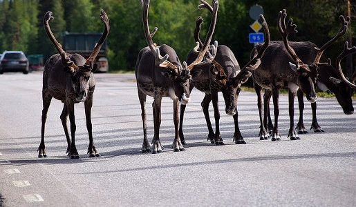 Nordkapp Wyspy Alandzkie Szwecja Finlandia co zobaczyć na Północy atrakcje skandynawii północy renifery