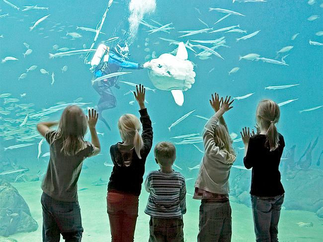 Nordsøen Oceanarium Kopenhaga z dzieckiem podróż skandynawia atrakcje