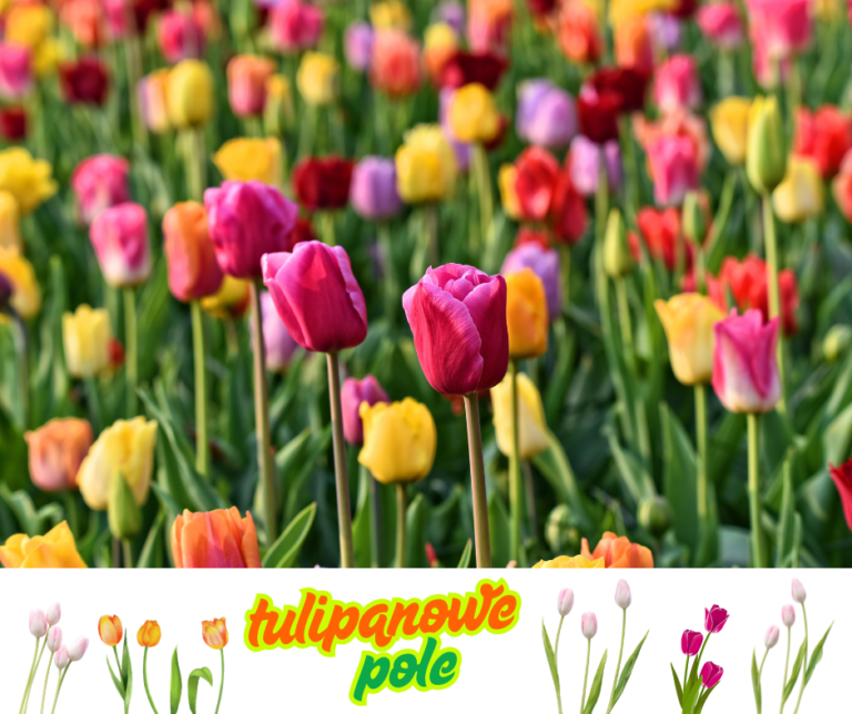 Tulipanowe Pole – Żuławy – koło Gdańska