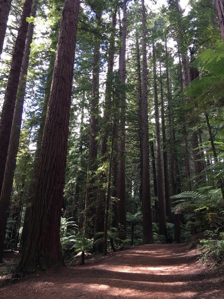 Redwood Forest - las Sekwoi Nowa Zelandia atrakcje co zobaczyć relacja