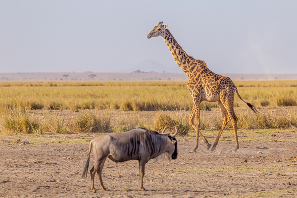 Safari Kenia kiedy jechać opinie