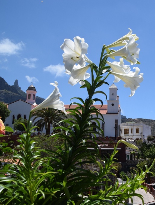 Maj Na Gran Canaria Pogoda Opinie Atrakcje Z Dzieckiem