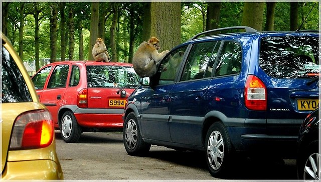 Oko w oko z żyrafą- czyli Woburn Safari Park safari z dzieckiem Wielka Brytania
