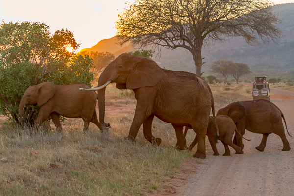 atrakcje Safari - Kenia - słonie Park Tsavo West