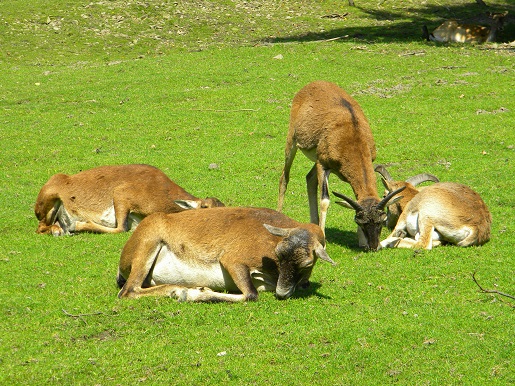 Góry i zwierzęta na wyciągnięcie ręki-Leśny Park Niespodzianek leśny park niespodzianek