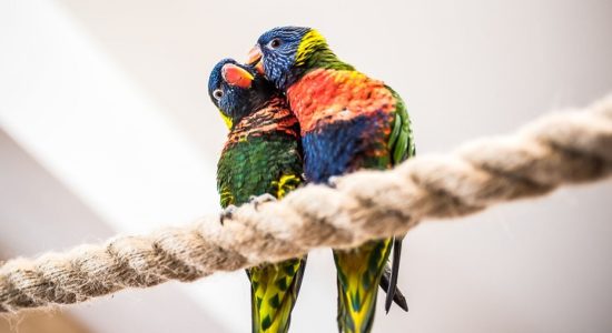 Papugarnia Egzotyczne Zakopane rodzinne atrakcje