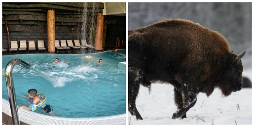 ferie zimowe w Białowieży hotel Żubrówka z dzieckiem ferie zimowe 2019 pakiety hoteli ferie zimowe w Białowieży hotel Żubrówka z dzieckiem ferie zimowe 2019 pakiety hoteli