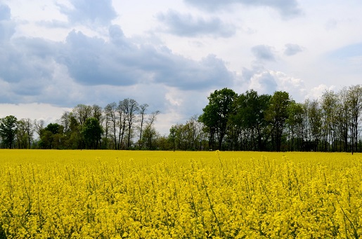Pacanów z dzieckiem – zaczarowany ogród i…Koziołek Matołek