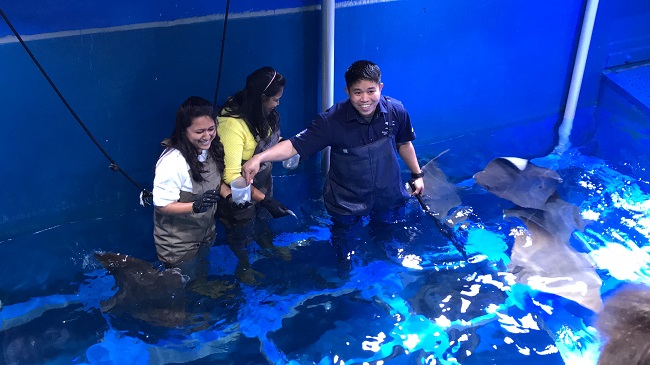 karmienie płaszczek akwarium dubai mall opinie atrakcje