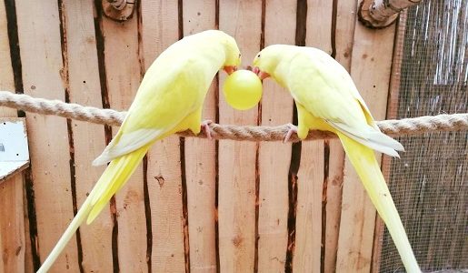 papugi jarosławiec atrakcje dla dzieci opinie
