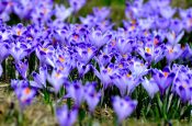 krokusy tatry gdzie zobaczyć opinie