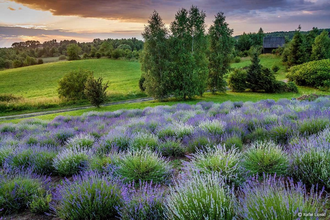 Lawendowe Muzeum Żywe Nowe Kawkowo atrakcje dla dzieci Nowe Kawkowo