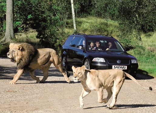 Lwy Safari Givskud ZOO -atrakcje blisko Legolandu Dania