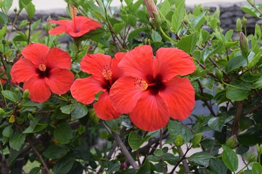 pogoda maj Gran Canaria kwitnący hibiscus